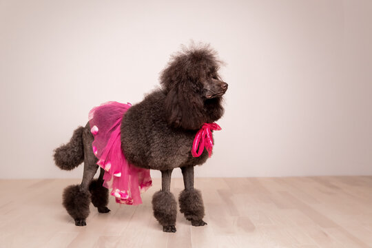 Standard French poodle dog at home