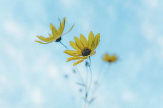 Fototapeta yellow flower and blue sky