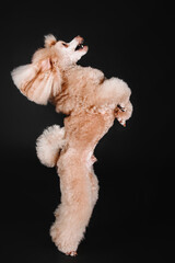 Miniature poodle dog portrait on a black background in the studio