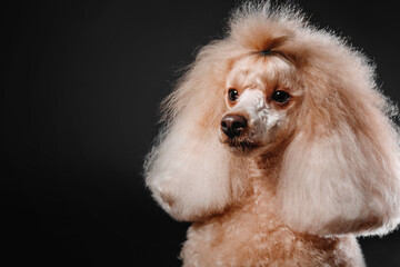 Miniature poodle dog portrait on a black background in the studio