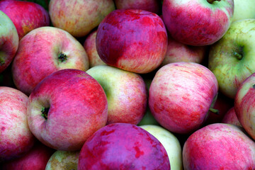 Autumn in the garden. Harvest of red apples. Delicious fruits.