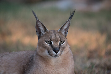 Close up portrait of a Caracal in South Africa in Kruger National Park