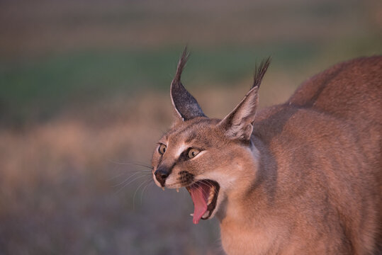 Funny portrait of a Caracal I South Africa