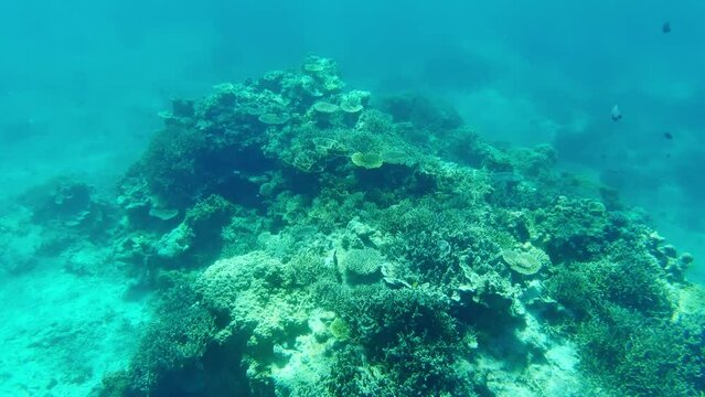珊瑚礁　ダイビング　シュノーケリング