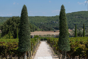 Symmetrical Trees in the Grape Vineyards, Urla Izmir, Turkey