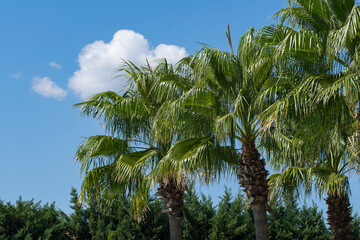Fototapeta premium Palm Trees Drone Photo, Bodrum Mugla, Turkey