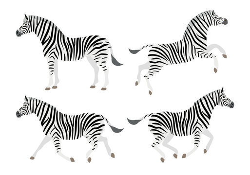 Vector set of flat hand drawn zebra isolated on white background