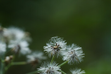 Flower. Beautiful little ironweed flower macro, isolated on green color texture background. White flower abstract texture background. Beautiful blooming flower design. Flower in garden, in nature.