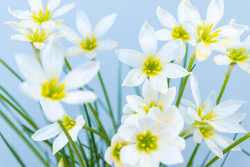 White buds of flowering Zephyranthes candida with delicate petals and yellow stamens. Turquoise background.