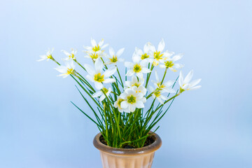 Lush flowering Zephyranthes candida houseplant in a pot. White buds with delicate petals and yellow...