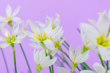 White buds of flowering Zephyranthes candida with delicate petals and yellow stamens. Lilac background. Copy space.