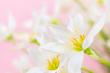 Fototapeta na wymiar White buds of flowering Zephyranthes candida with delicate petals and yellow stamens. Pink background.