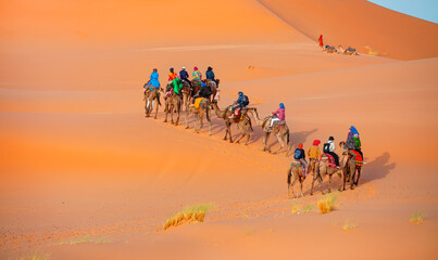 Tourists on safari - Caravan of camel in the sahara desert of Morocco at sunset time
