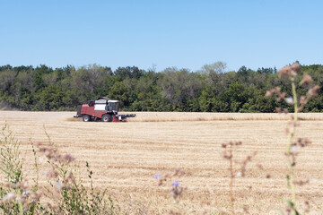 Harvesting wheat harvester in the field