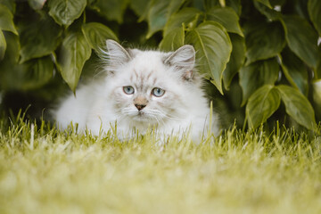 Naklejka na ściany i meble Junge Katze im Garten