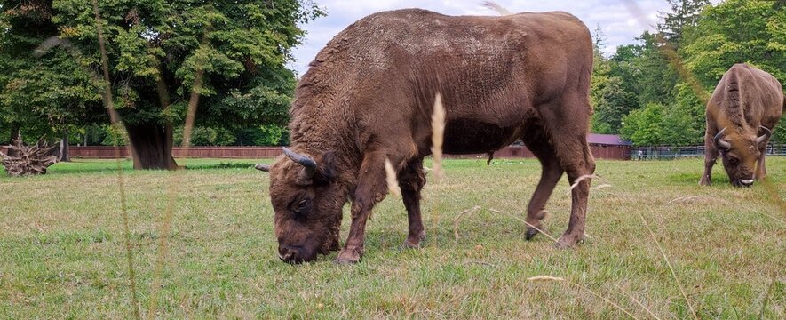 horses in the meadow