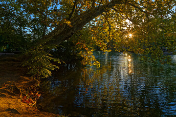 Fototapeta na wymiar Sun rises through the trees over the lake of Parc de la Tête d'Or