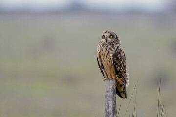 Short eared owl Asio flammeus on wooden fence post at dusk in winter