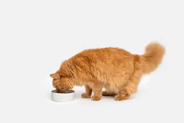red cat eats dry food from a bowl on a white background. pet food. cat food concept