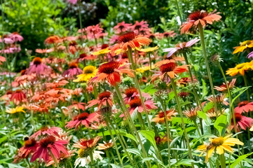 Mass planting of multi-colored echinacea flowers, also known as coneflowers. - obrazy, fototapety, plakaty