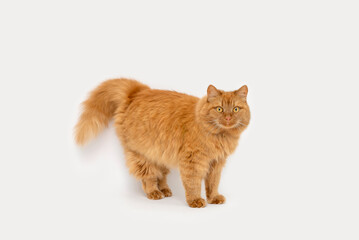 red fluffy cat in full growth on a white background. portrait of a beautiful cat, pet