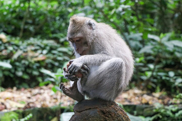 Monkey in tropical forest - Ubud, Bali, Indonesia