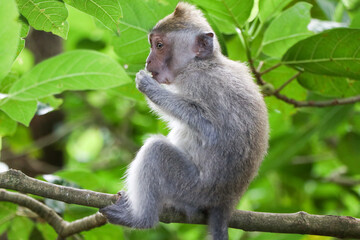 Monkey in tropical forest - Ubud, Bali, Indonesia
