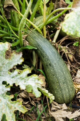 Big green courgette groqn in the garden