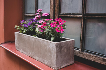 Colorful verbena flowers on a windowsill in Lublin, Poland