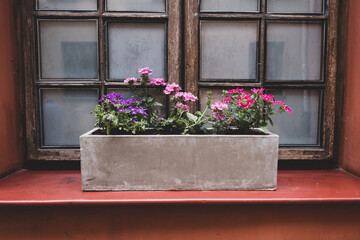 Colorful verbena flowers on a windowsill in Lublin, Poland