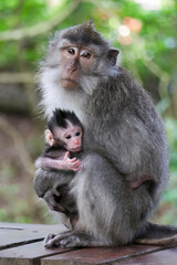 Mother monkey closely holding baby monkey in her arms in a tropical Indonesian forest - Bali, Indonesia