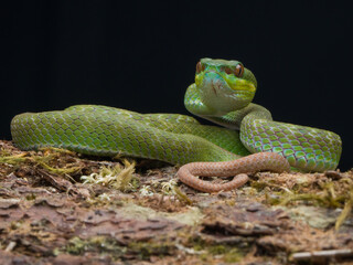green snake on a tree