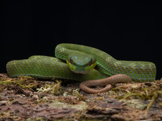 snake on a tree