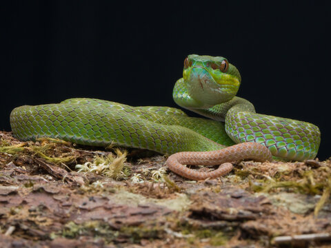 green snake on a tree