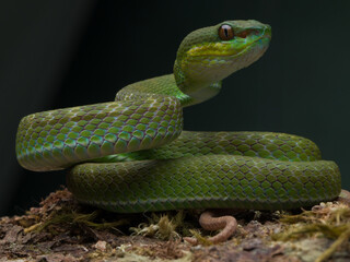 snake in the grass