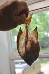 Bluegill filleted to perfection 