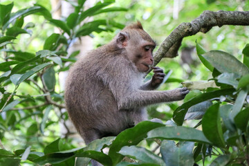 Naklejka na ściany i meble Young monkey eating plants in a tropical forest - Ubud, Bali, Indonesia