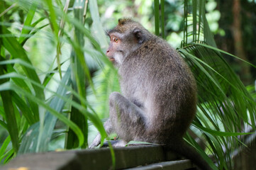 Monkey in tropical forest - Ubud, Bali, Indonesia