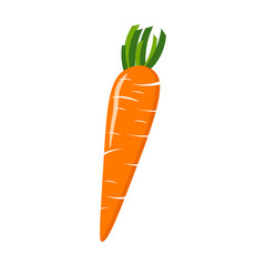Carrots are fresh vegetables. Vector illustration isolated on white background. Icons and logos. For cafes, restaurants and menus, fabrics and scrapbooking, farms and markets, packaging and decor.
