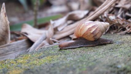 snail on leaf