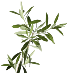 Zelfklevend Fotobehang Lush olive tree branch isolated © Anterovium