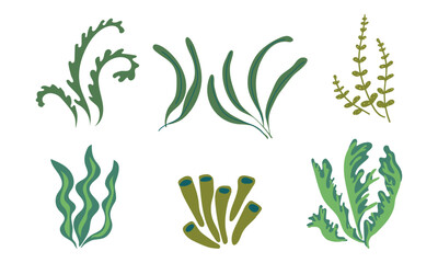 Seaweed  icons. Marine plants, sea alga. Vector illustration