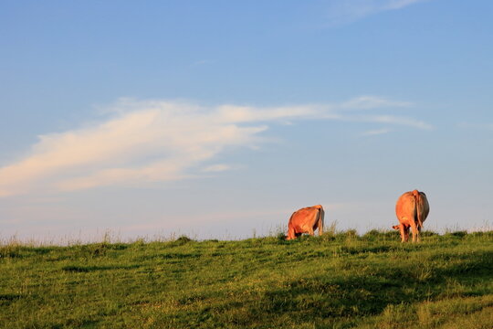 Meadow Road 　牧草地の道 bc_title1_DSC04733-600x400.jpg