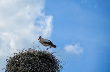 Fototapeta premium Stork in the nest against the blue sky