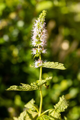 mint flowers grown in a garden