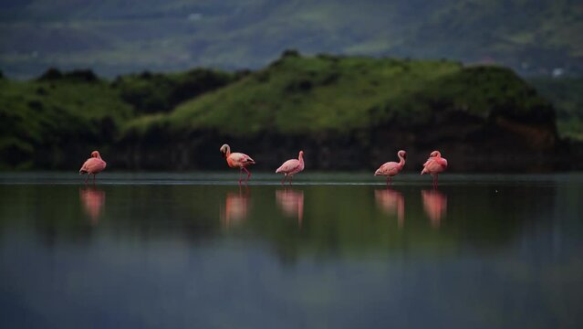 Static Shot Of Vibrant Pink Flamingos Wading Their Way Through Calm Water Slowly In Lake Natron, Tanzania