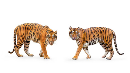 collection, royal tiger (P. t. corbetti) isolated on white background clipping path included. The tiger is staring at its prey. Hunter concept. - obrazy, fototapety, plakaty