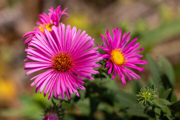 Obraz premium Aster novae-angliae flowers grown in a garden