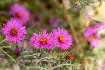 Obraz premium Aster novae-angliae flowers grown in a garden