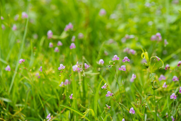 Obraz na płótnie Canvas flowers in the grass